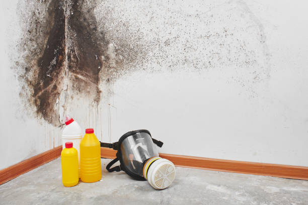 Best Emergency Mold Removal  in Wahoo, NE
