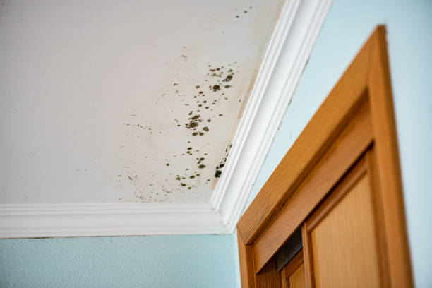 Best Black Mold Removal  in Wahoo, NE