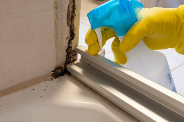 Best Commercial Mold Removal  in Wahoo, NE