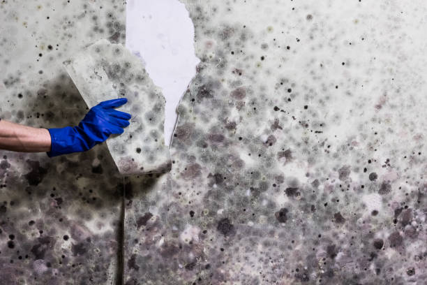 Professional Mold Removal in Wahoo, NE