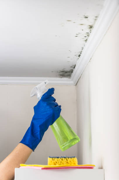 Mold Removal Process in Wahoo, NE